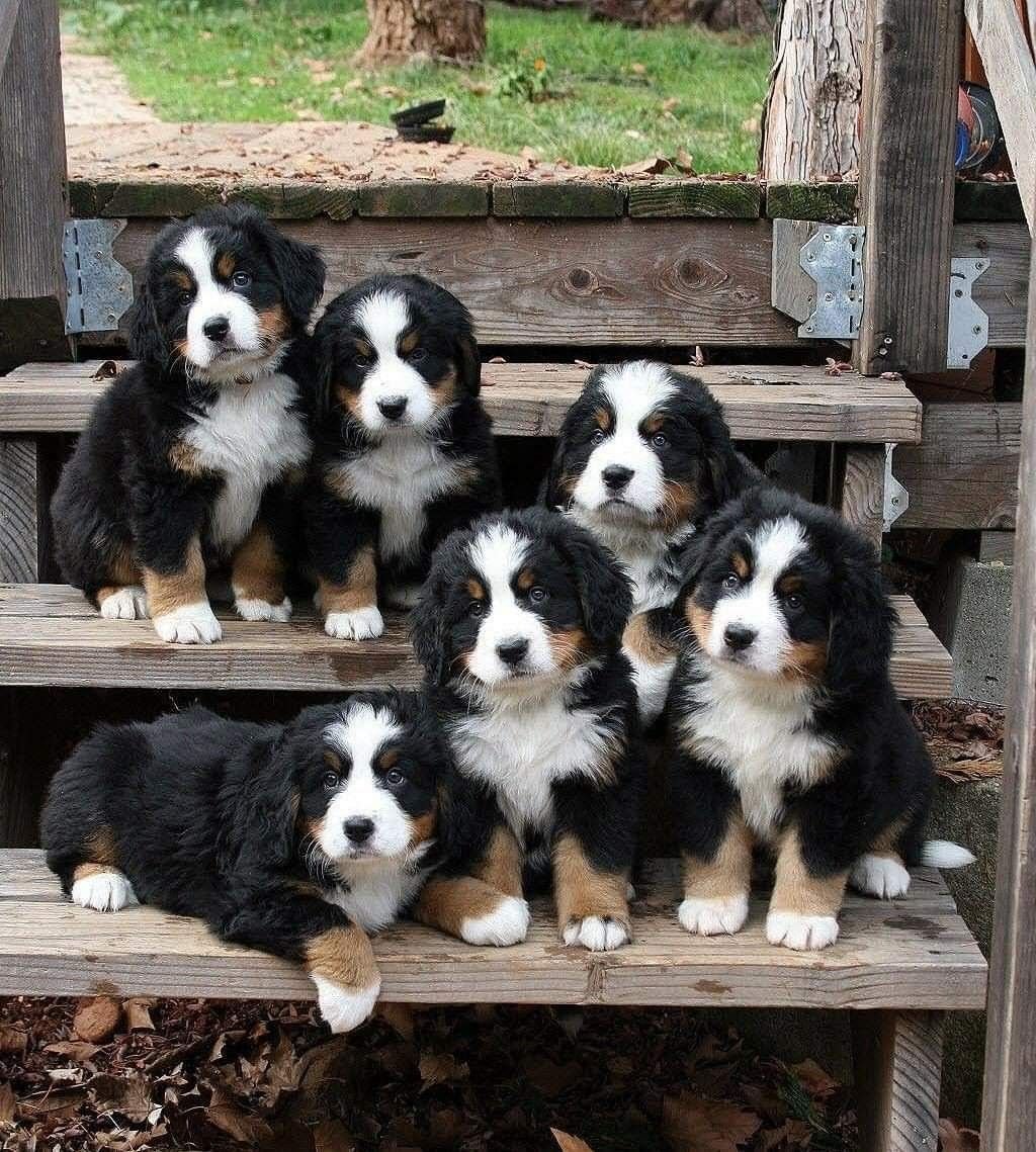 Group of Bernese Mountain Dog puppies sitting together on wooden steps